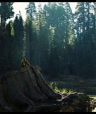 Sequoia_Captures_0637.jpg